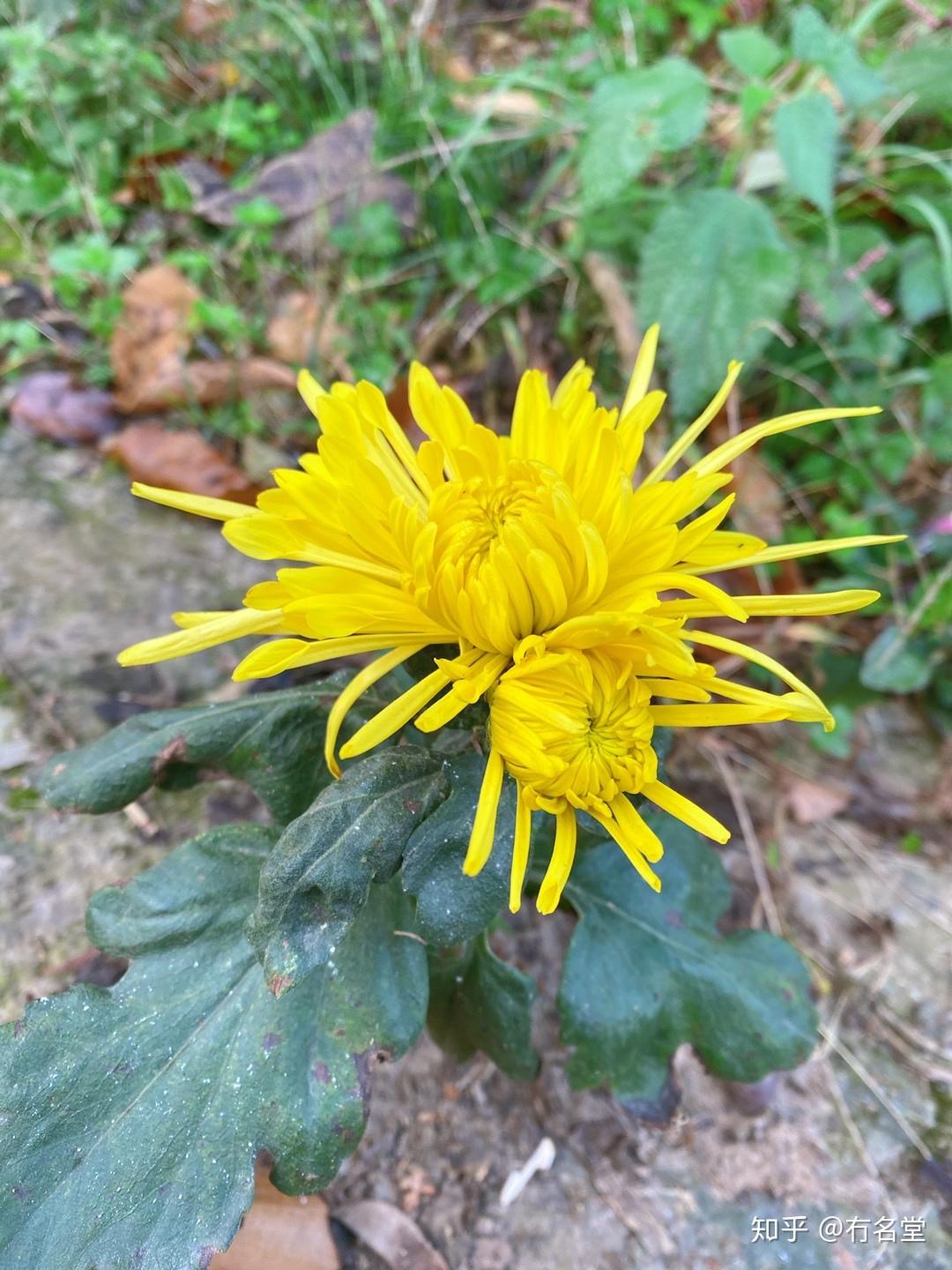 【樵夫植物考·黄菊】 - 知乎