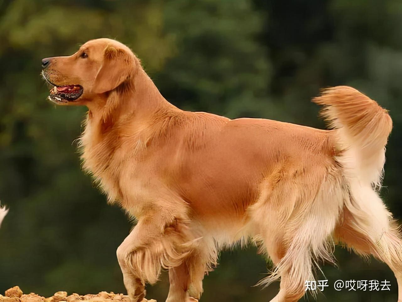 壽命:12-15歲優點:聰明,暖心缺點:掉毛,喜歡滾泥巴飼養注意:金毛犬