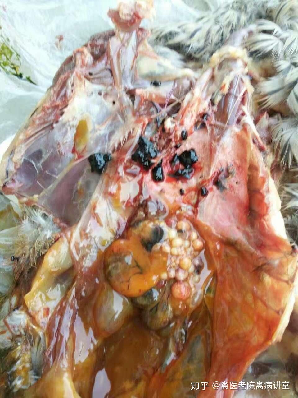 卵黄性腹膜炎怎么用药病毒性卵黄性腹膜炎鸭卵黄性腹膜炎防治特效药