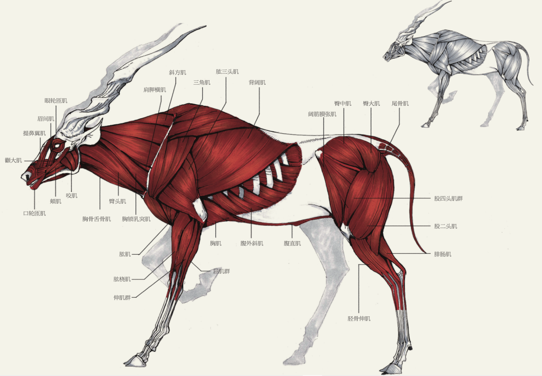 羊的肌肉分布图图片