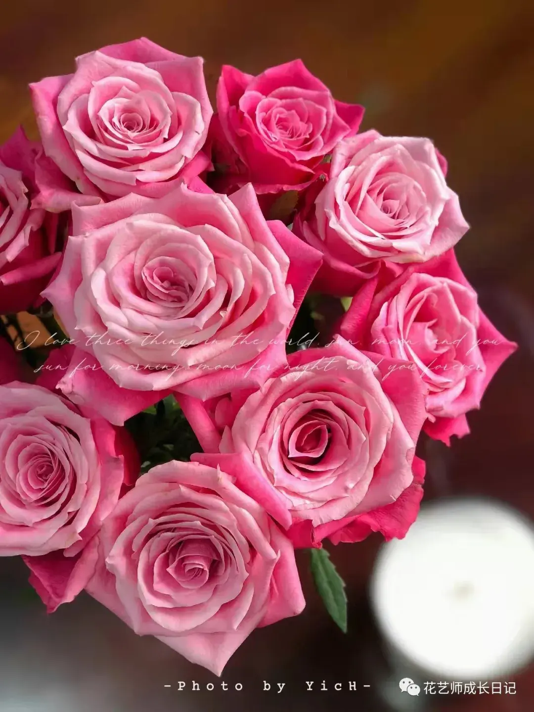 100朵玫瑰vol29泰姬玫瑰深粉与浅粉的交叠簇拥是热烈又温柔的颜色