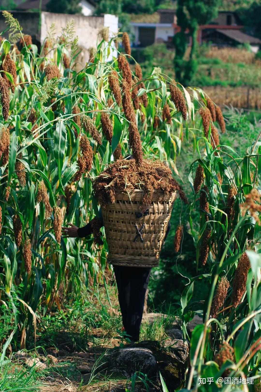 四川古蔺,当地农民在收割高粱.