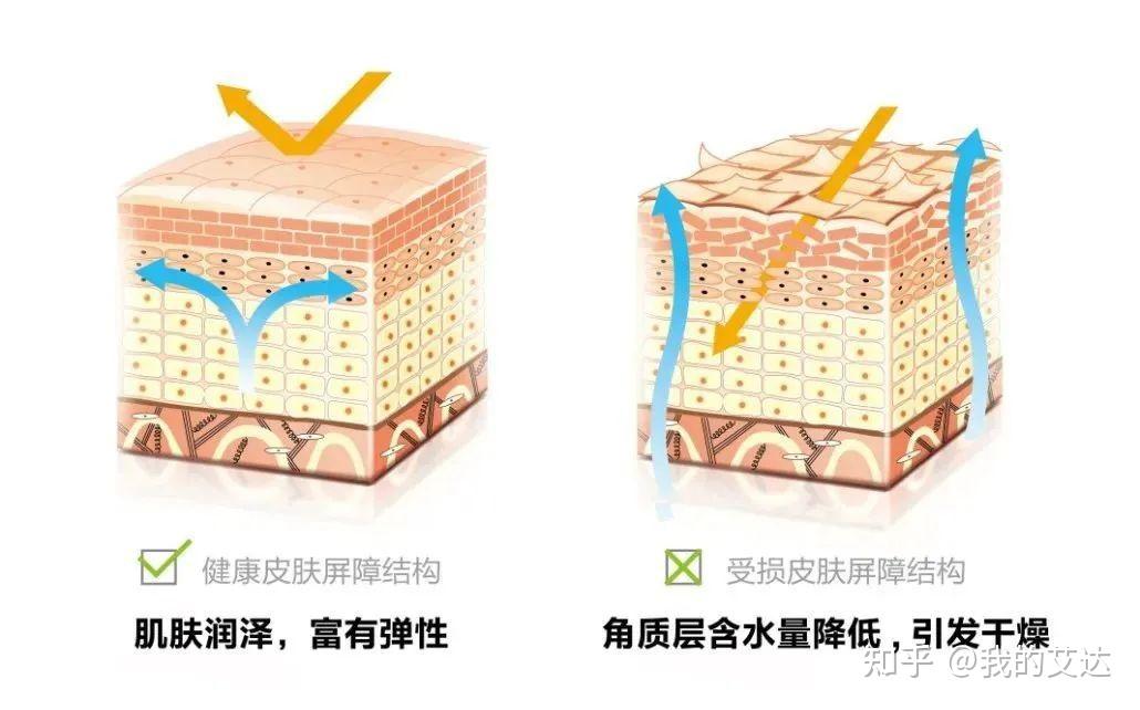 扒皮角鲨烷:类人皮脂、护肤界万金油? - 知乎
