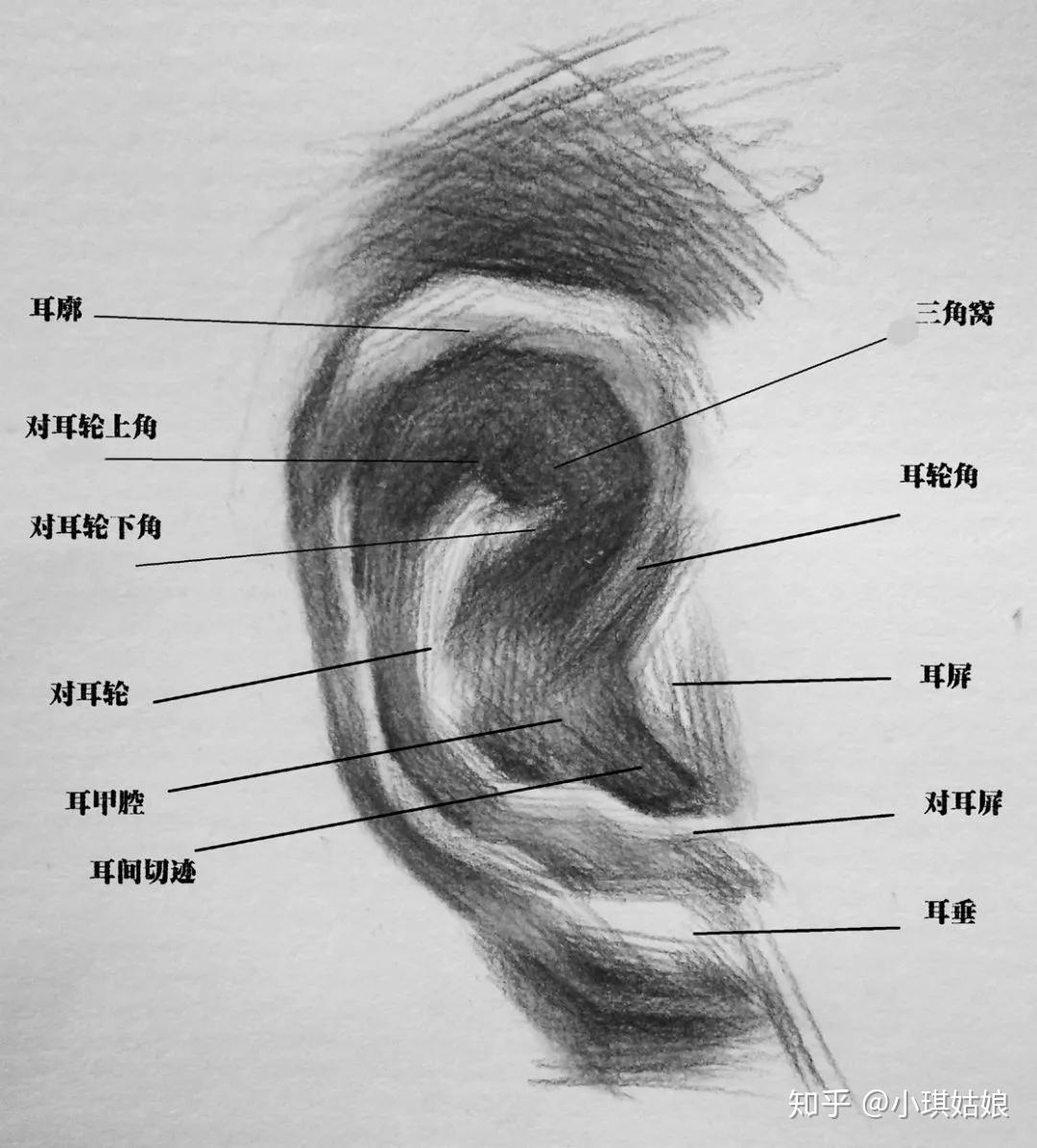 图15～24 内耳结构模式图-基础医学-医学