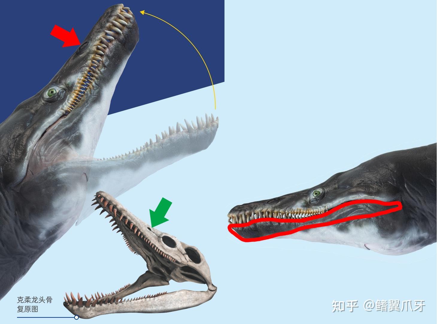 【鳍翼拾遗】你得带个头!| 简析克柔龙头骨重建