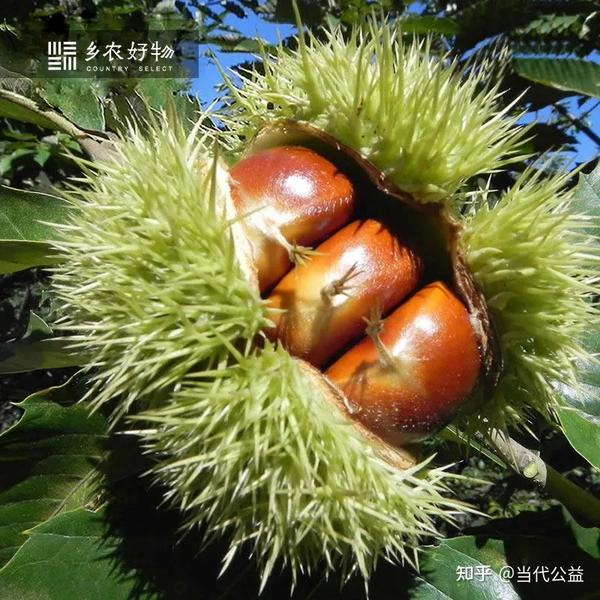 乡农好物 | 品尝百年栗树果实,给宽城农民传递一份爱心 - 知乎