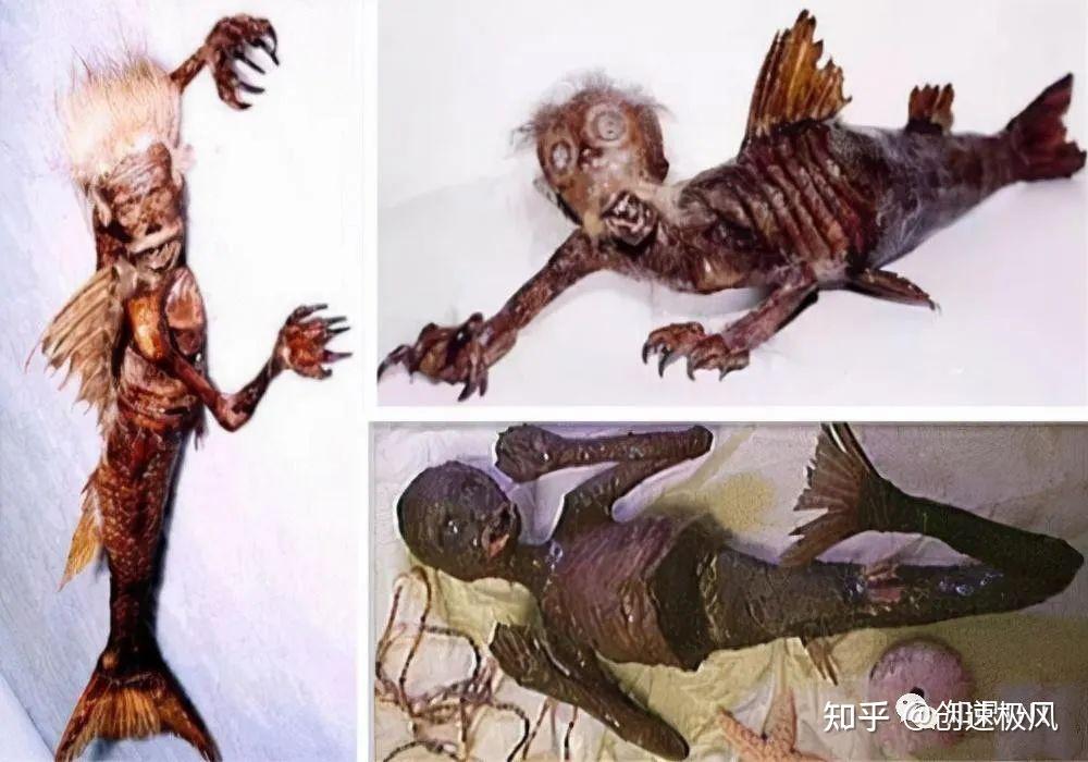 鲜为人知人类进化自鱼吃鱼等于吃祖先