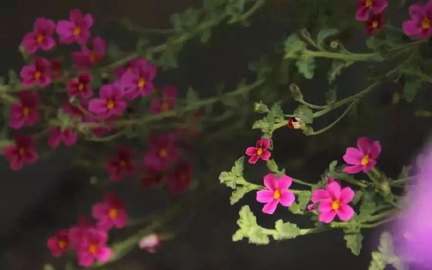 颜值高花色艳，美女樱开花一簇簇- 知乎