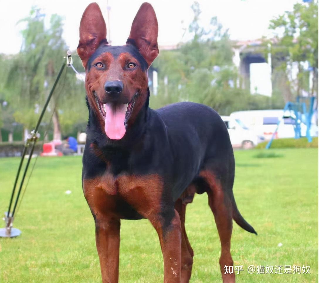 中華神犬之一萊州紅犬養過的人都知道有多好