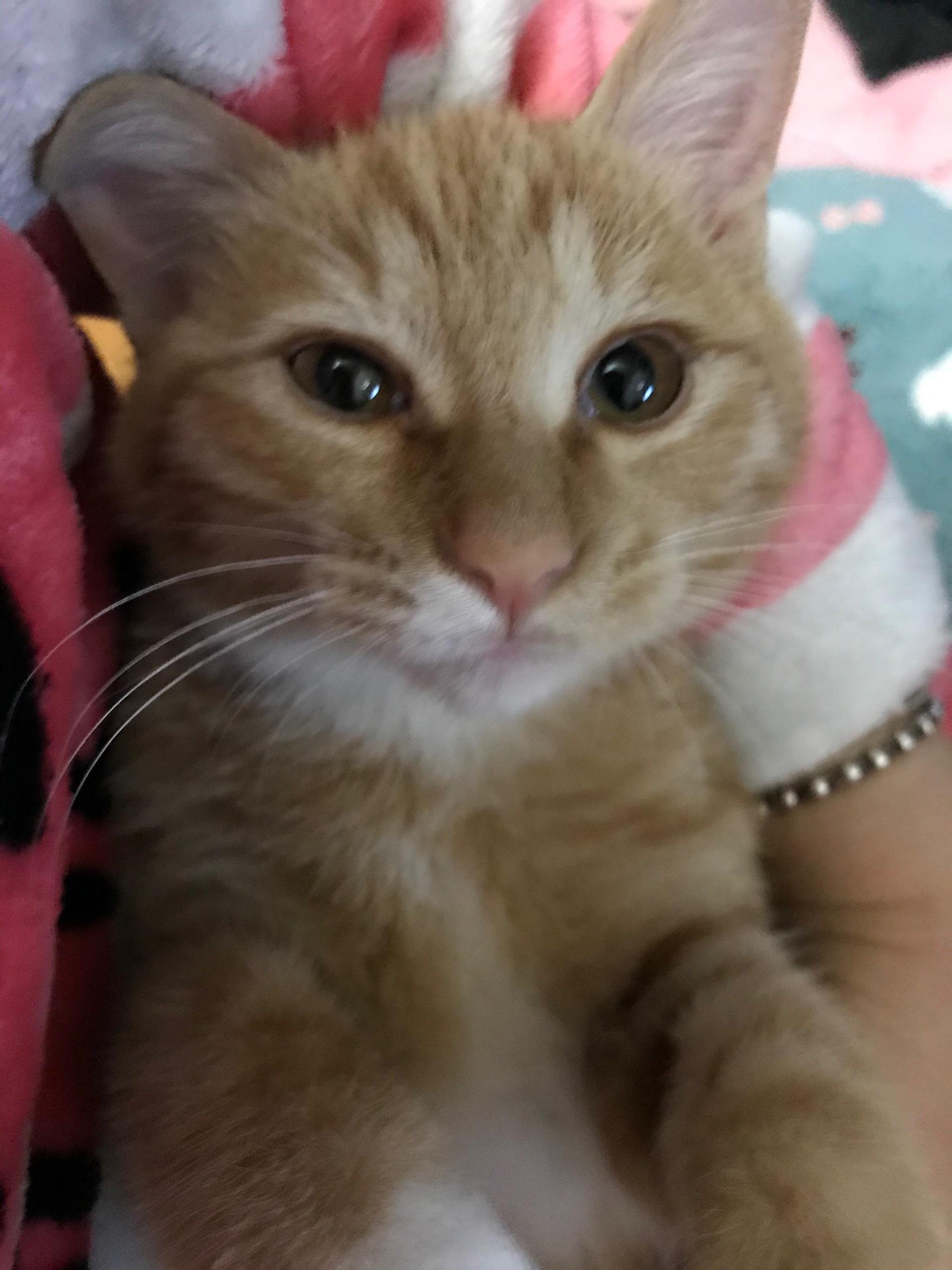 猫的换牙期吃软食比较好吗?