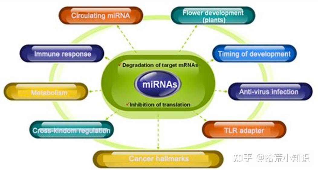 什么是microRNA？它的发现和研究进展对生物医学界有何重大意义？来一起看一看吧！ - 知乎