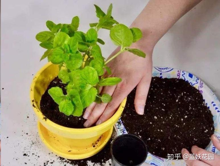 因为不同的植物,或者同一种植物,不同的生长状态,换盆后的服盆速度都