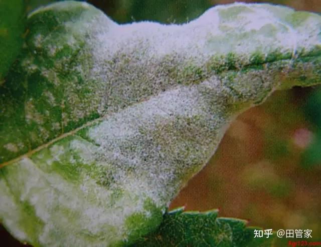 家庭养植花卉常见病虫害及其防治方法- 知乎