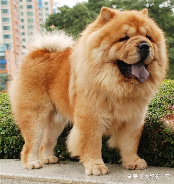 1,"罗威纳犬"罗威纳是属于烈性犬,已经被列入了禁养名单中.