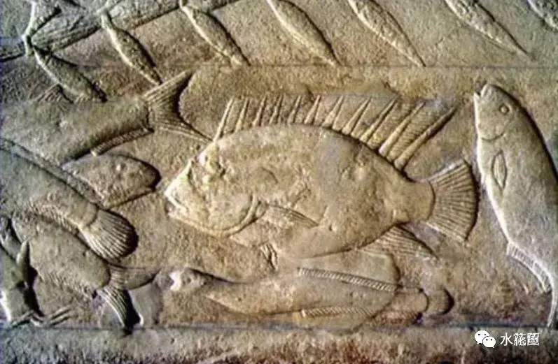 中国古代水产著作与两本养鱼古代专业书籍：范蠡《养鱼经》和黄省曾《种鱼经》 - 知乎