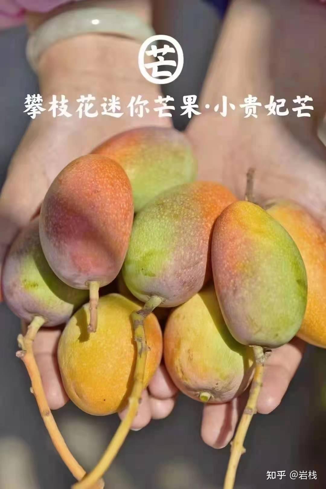 攀枝花芒果简介