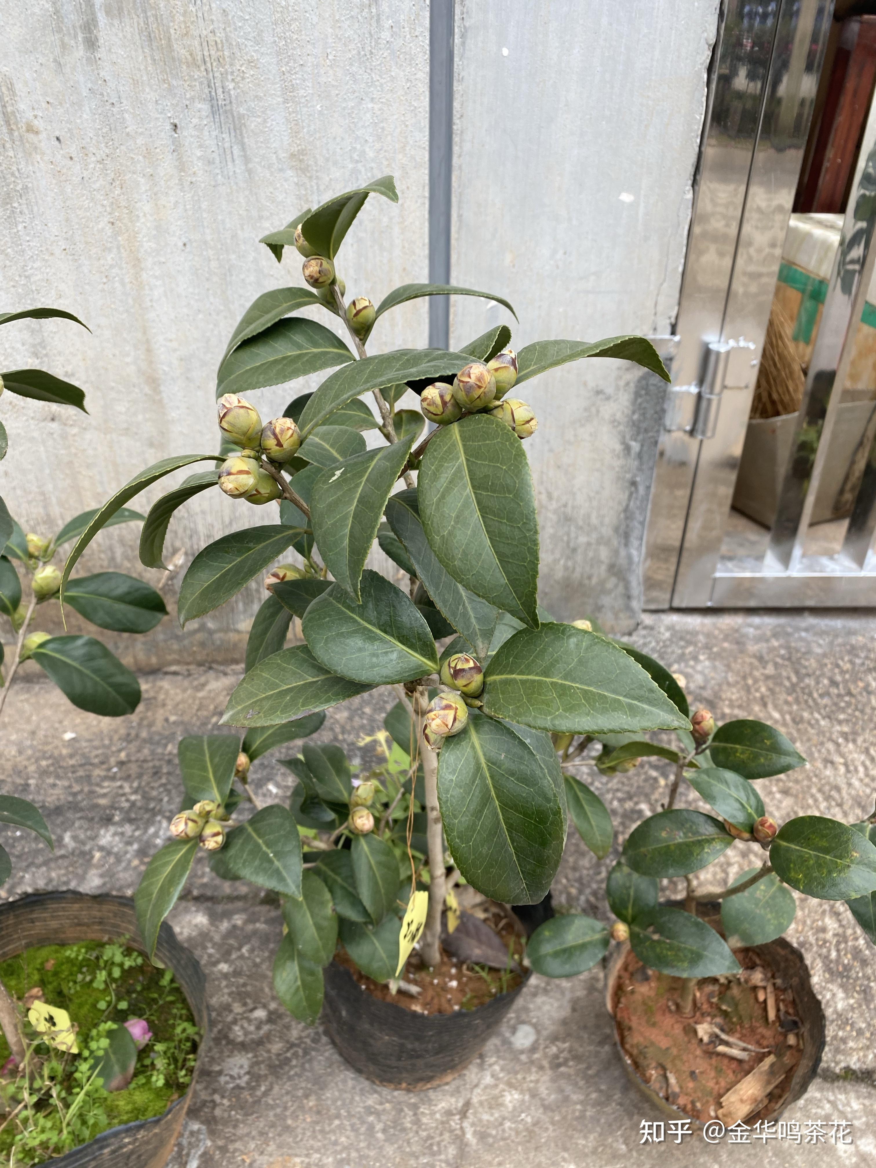乔依茶花开了 - 知乎