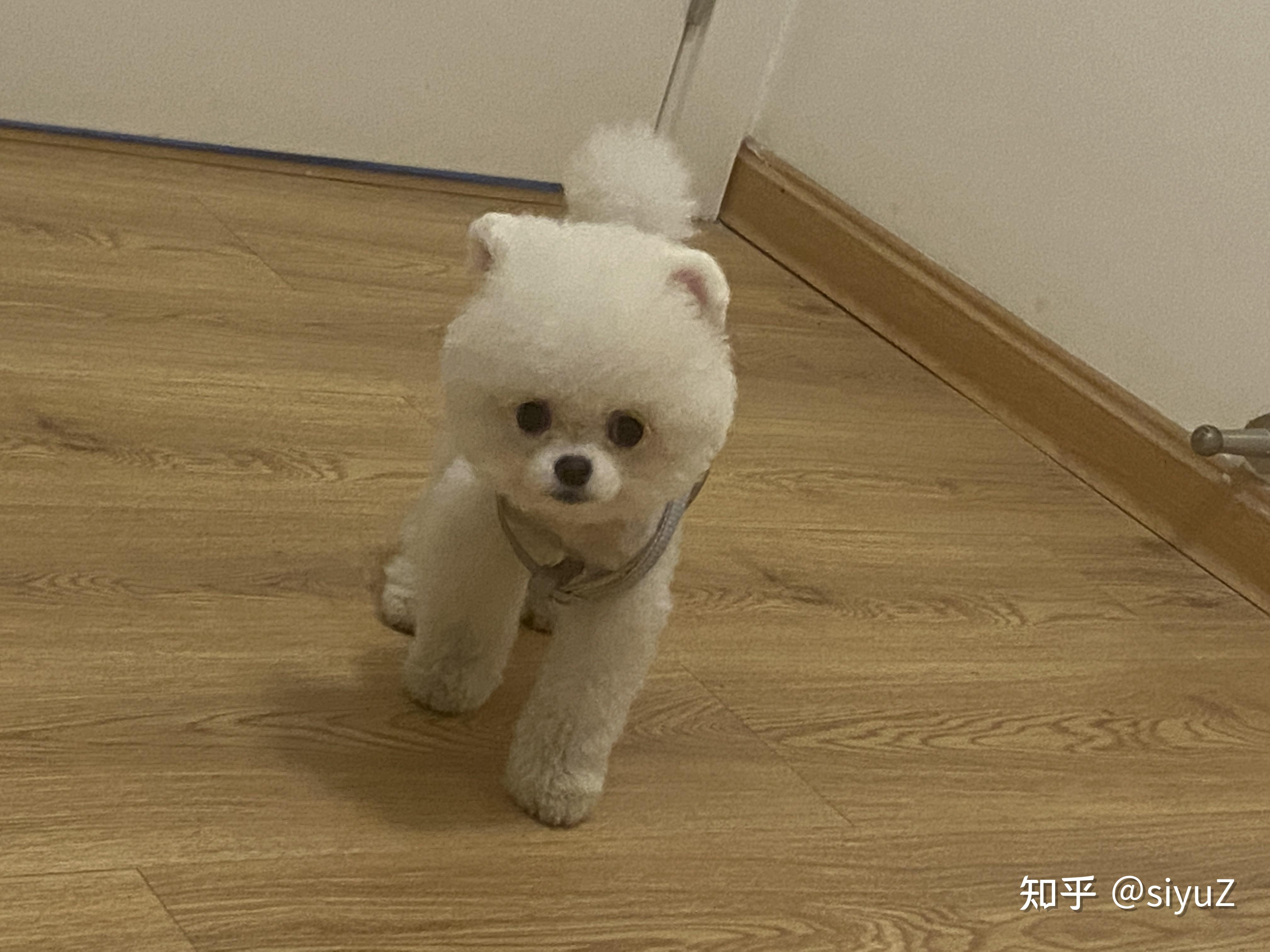 博美不立耳怎么办