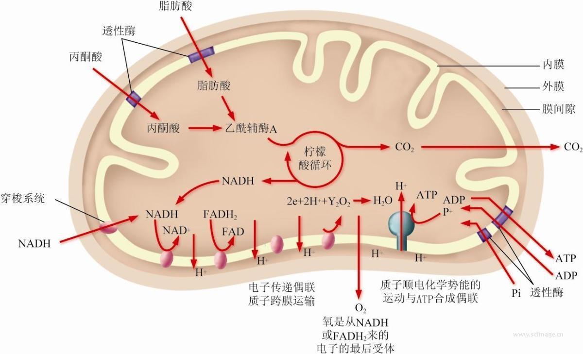 哺乳動物的精子發生和卵子發生 草履蟲 蛋白質生物合成圖解 高爾基體