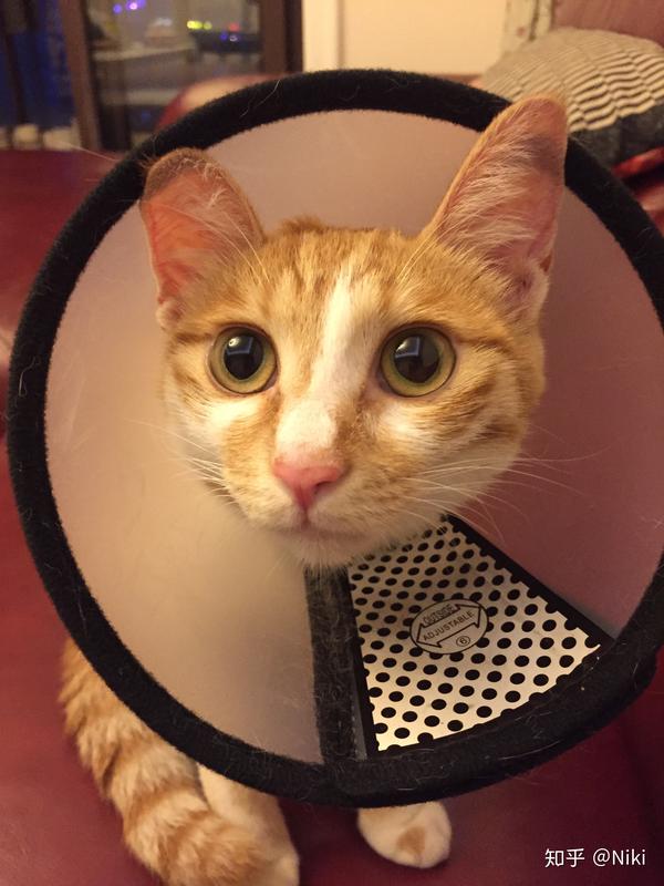 小母猫绝育手术和恢复过程详细记录 江苏无锡 知乎