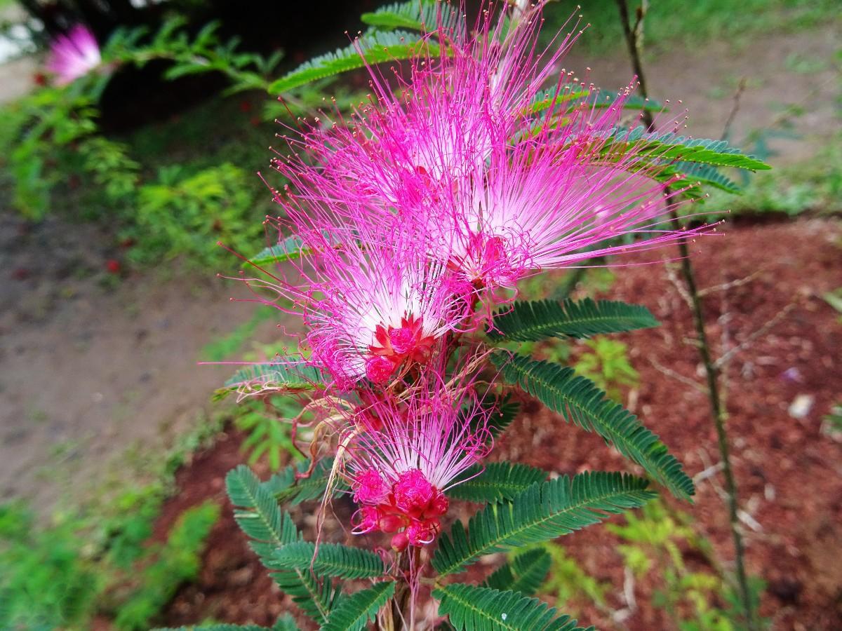 拾山水西双版纳宜人的天然植物园