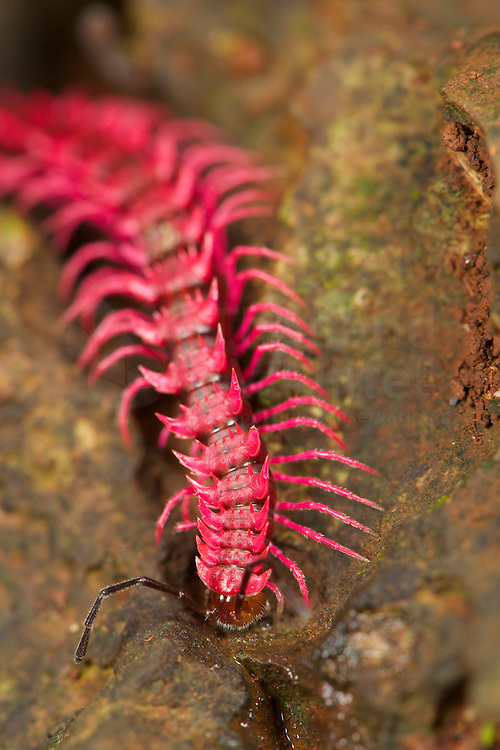 不过也并非所有的马陆都这么好欺负,07年在湄公河区域发现的新物种"