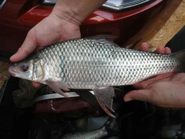 土鲮为什么让钓鱼人迷恋根据土鲮的生活方式钓土鲮