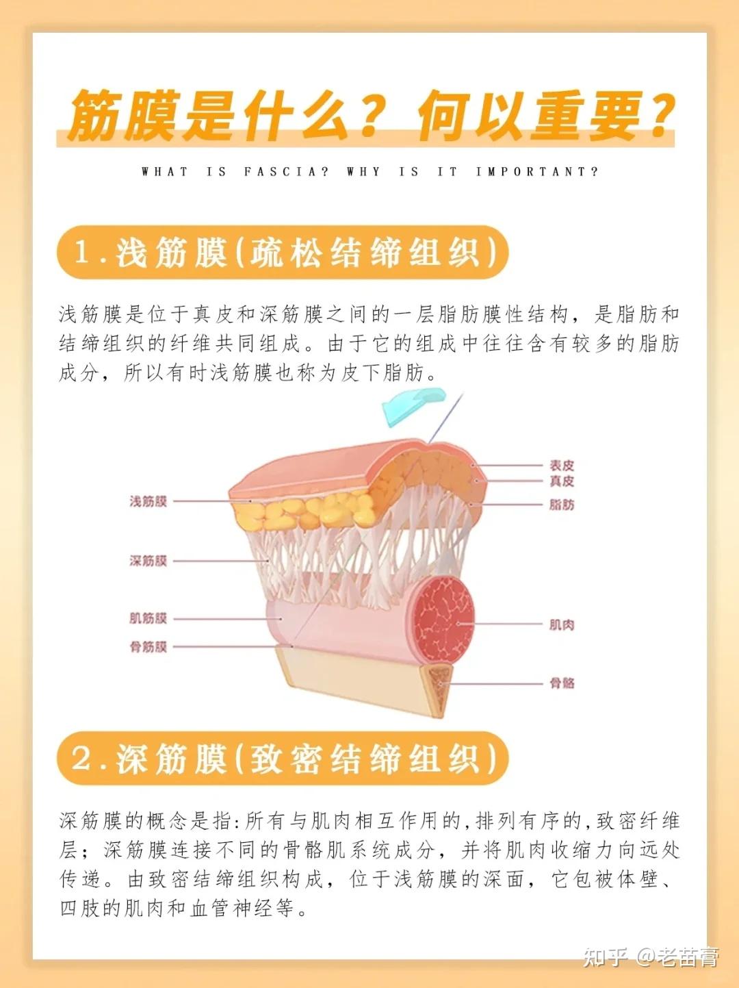 筋膜肌肉粘连怎么快速恢复正常 - 知乎