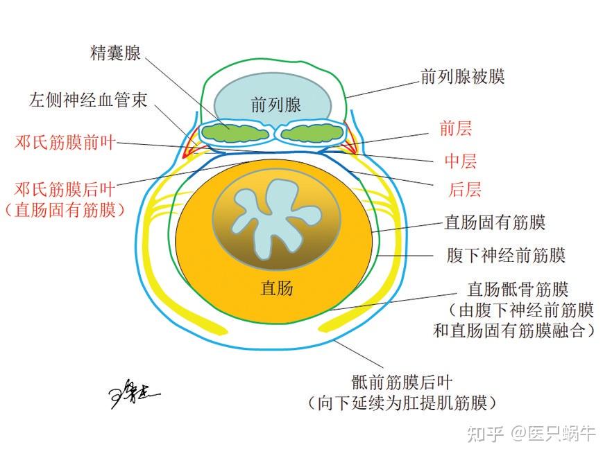 池畔專題結直腸解剖圖譜及手術技巧分享01