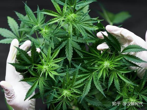 工业大麻 风好大 有品牌借此成立10个月估值破亿 知乎