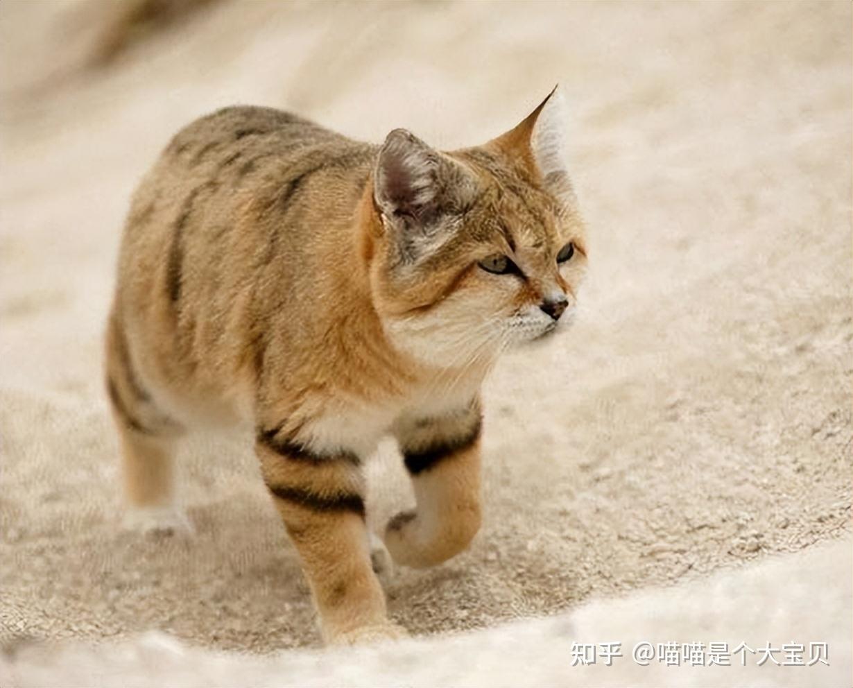 1:虎猫虎猫的外表和家猫有些相似,虎猫主要分布在西半球,从美国西南部