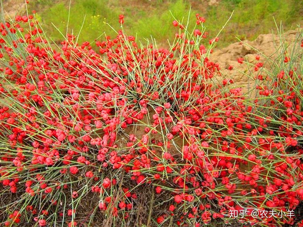 麻黄草果图片