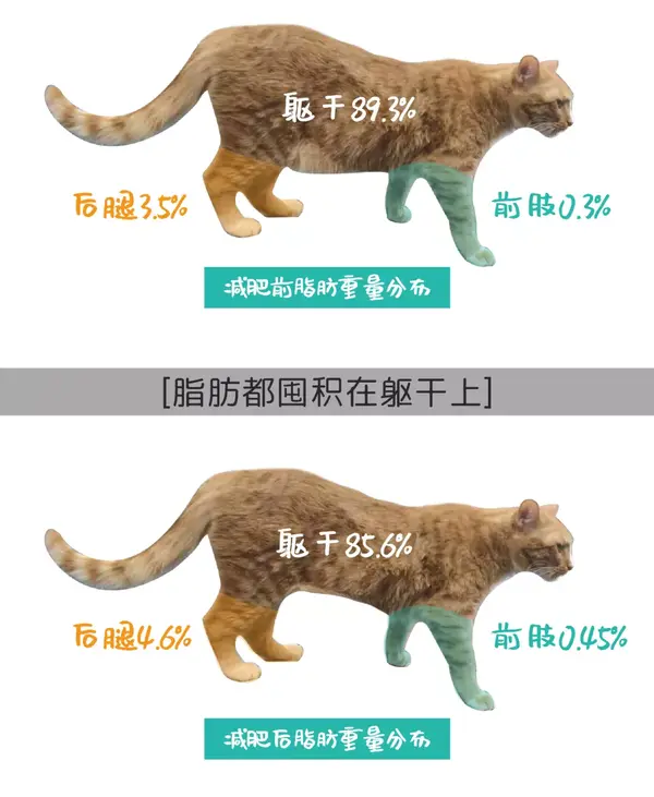 猫咪肥胖鉴定手册 你的猫到底需不需要减肥 知乎