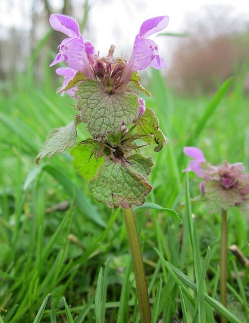 农村常见的"宝塔草",状如华盖,小植物也有大能量!