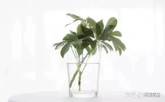 绿植新宠儿 水培植物的养护方法和注意事项 知乎