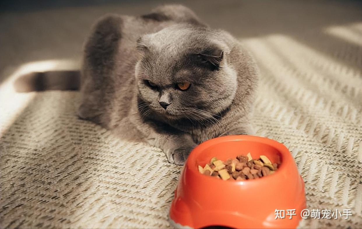 养猫是公的还是母的好？不对比，你都不知道 - 知乎