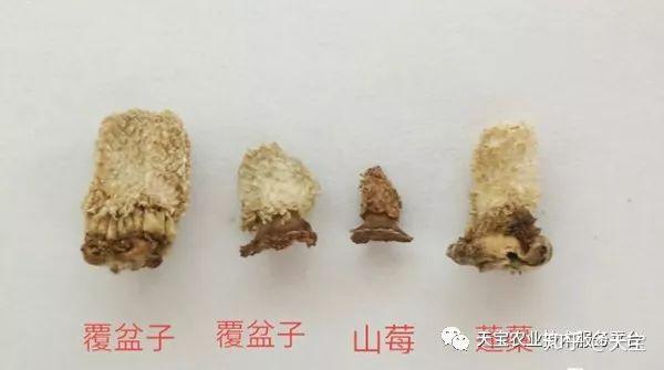覆盆子的真伪鉴别快看看你的品种