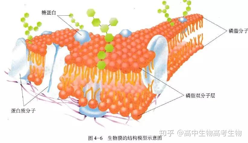 高中生物·细胞膜的结构和功能 - 知乎