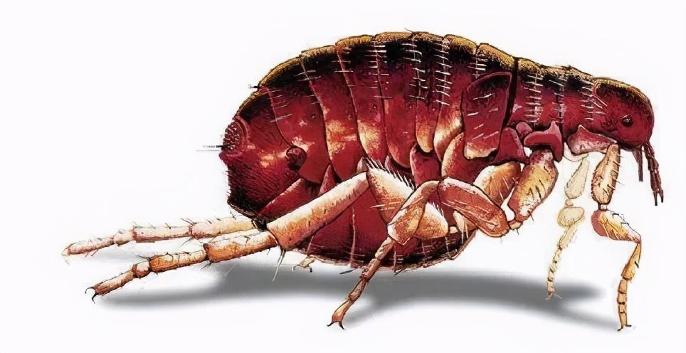 寄生虫是什么关于寄生虫你需要了解这些