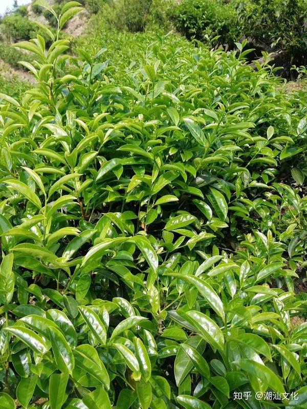 潮汕特产 凤凰单丛茶 知乎