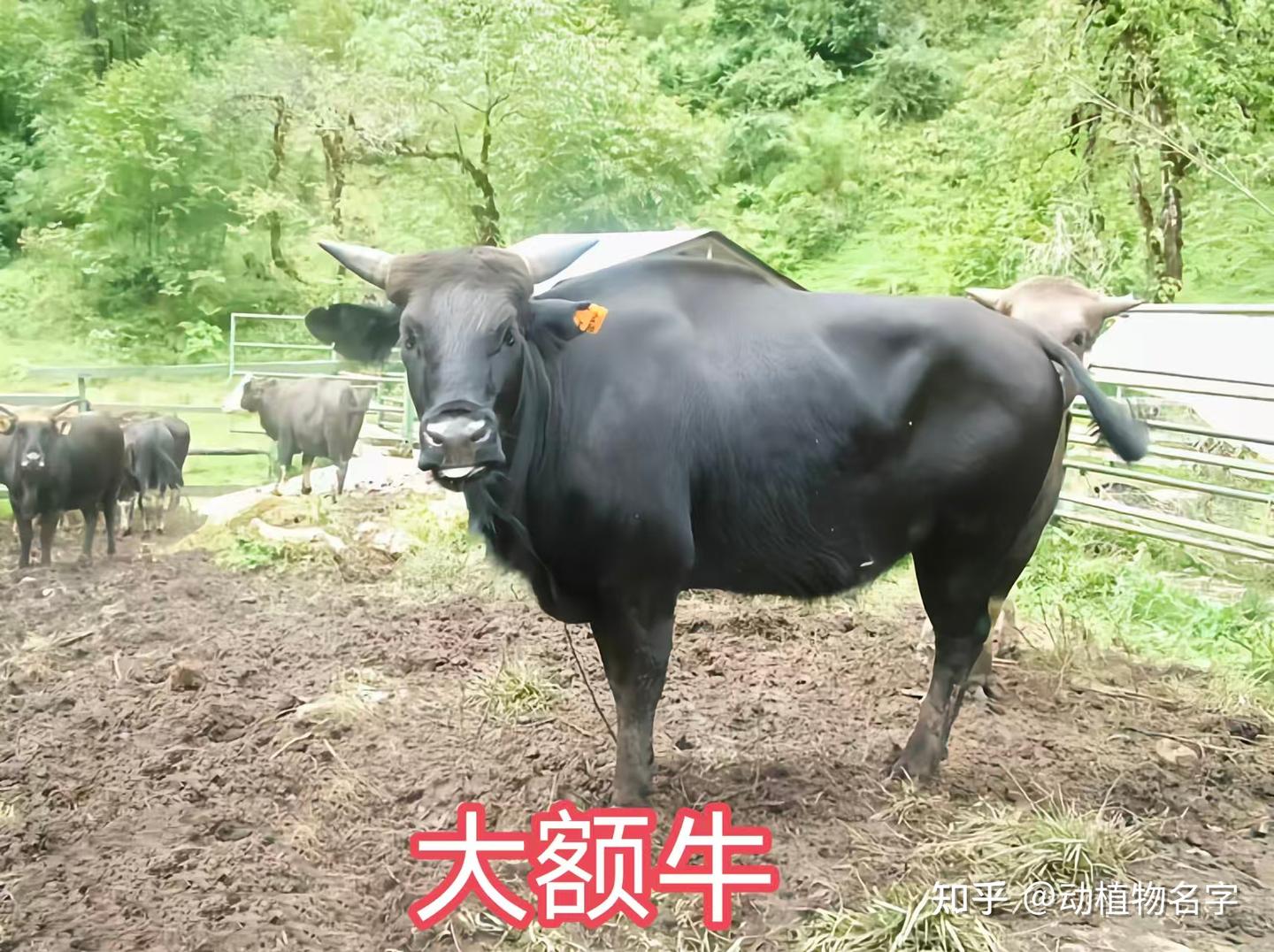 我国明确的33类禽畜是哪些,99图带你了解它们 - 知乎