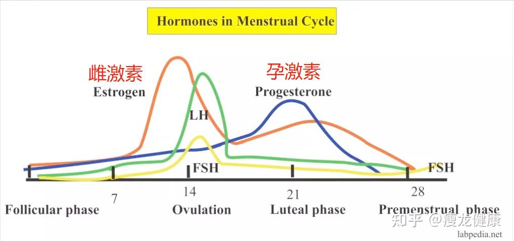 雌激素周期图片