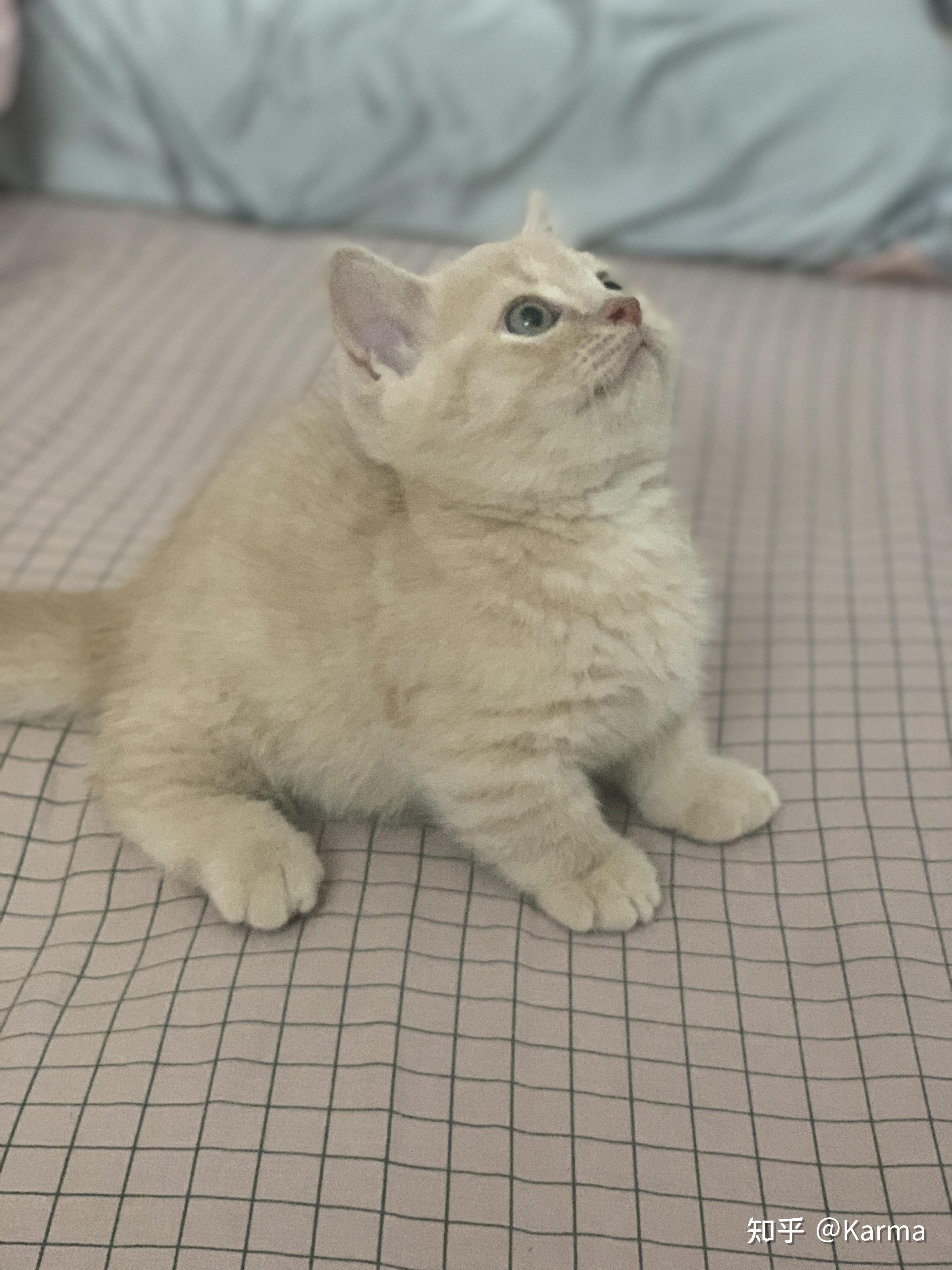 英短乳白矮脚猫出售