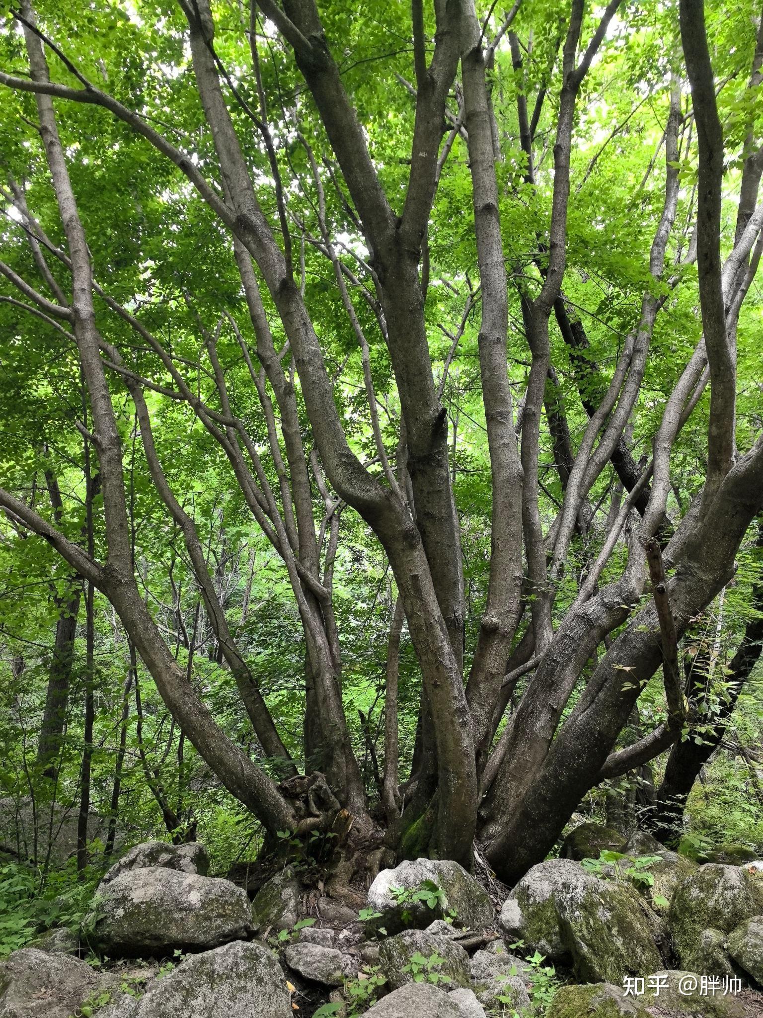 秦岭沣峪小坝沟图片