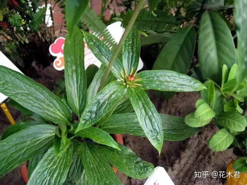国家濒危珍稀保护植物:七叶一枝花 - 知乎