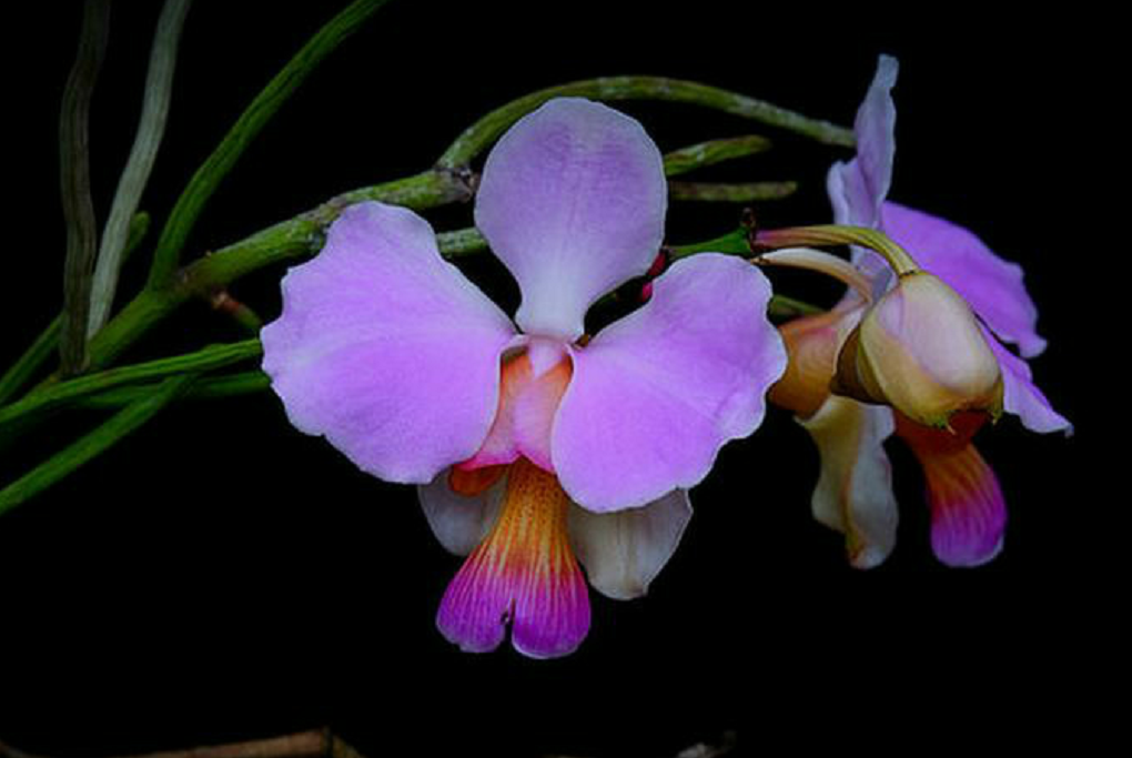 兰花鉴赏|凤蝶兰:借枝蝴蝶飞,凭树天女舞