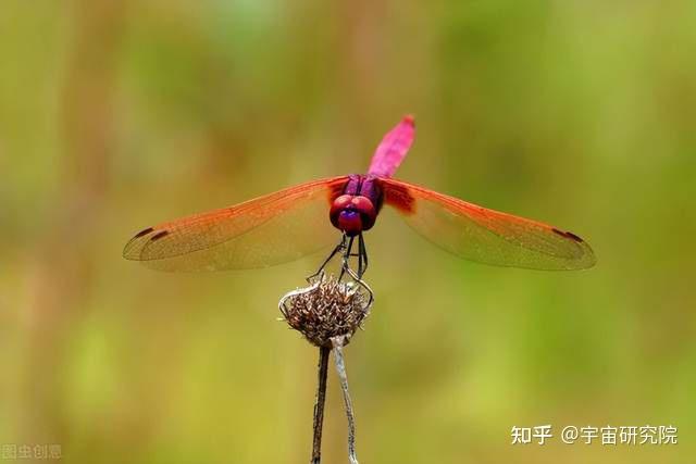 影响世界的十大顶尖生物学家:林奈 植物学之王 - 知乎