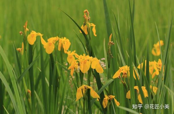 这15种 大毒花 生活中很常见 遇见了别触碰 知乎