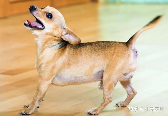 狗狗乱吼乱叫扰民小宠医师教你这6招立马安静