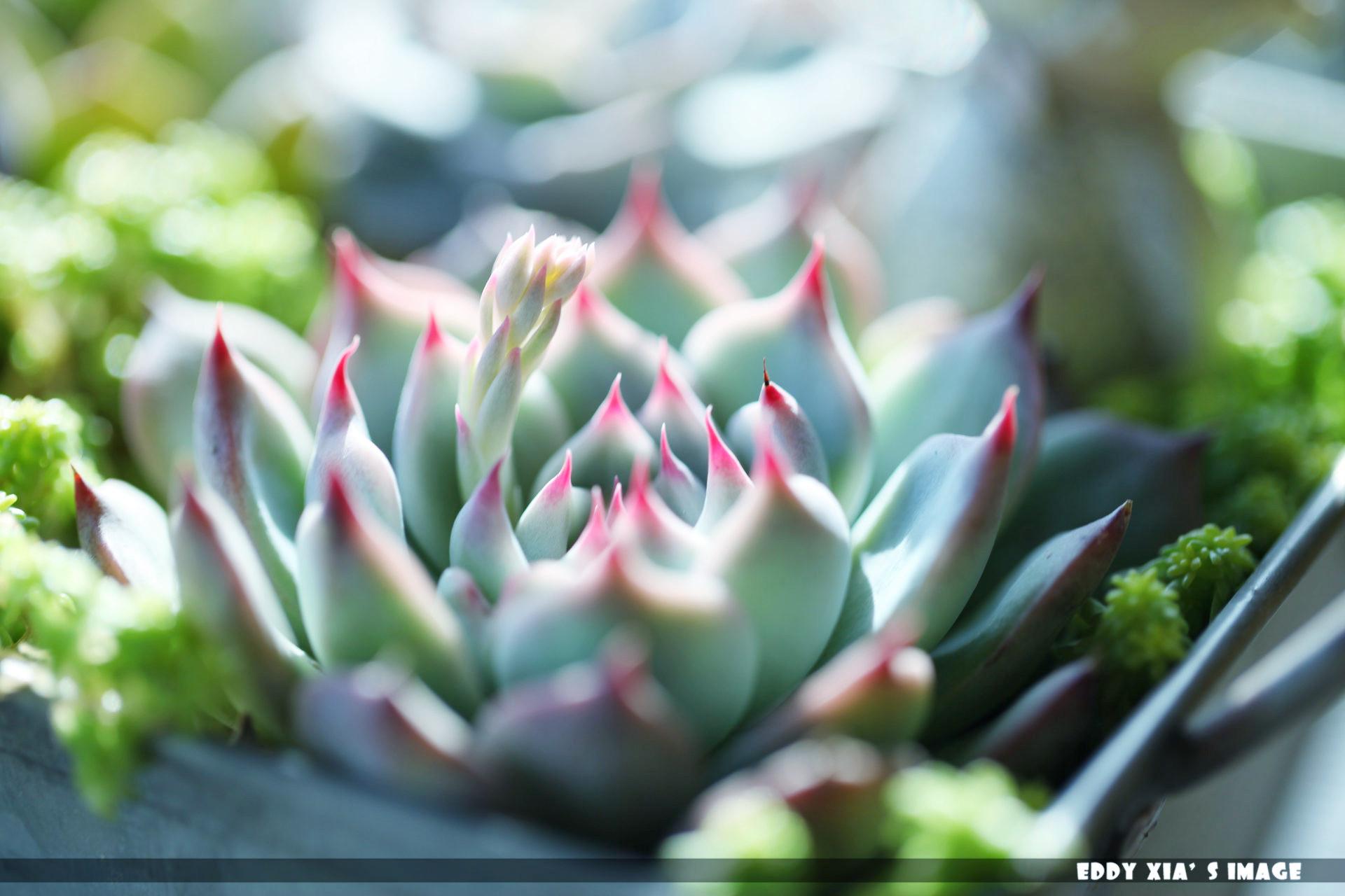 多肉植物怎么拍照好看 v2-2eb6942461ddb51debe739a5a5309105_r.jpg